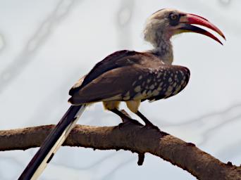 Seronera Bird Ruaha Red Billed Hornbill