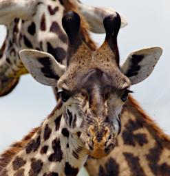 Seronera Giraffe