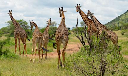 Seronera Giraffe