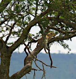 Seronera Leopard