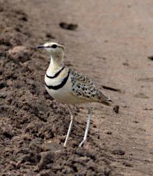 Seronera Bird Two Banded Courser