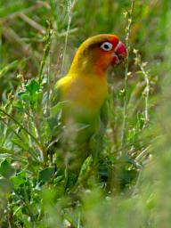 Seronera Bird Fischers Lovebird