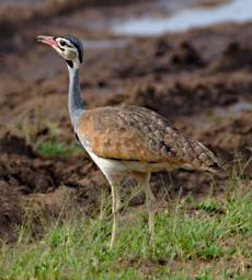 Seronera Bird White Bellied Bustard