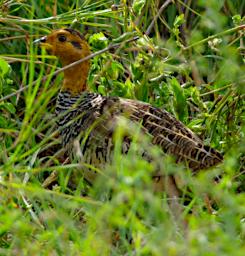 Seronera Bird Coqui Francolin