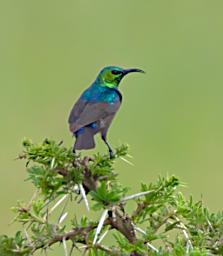 Seronera Bird Marico Sunbird