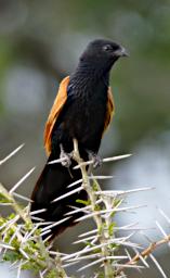 Seronera Bird Black Coucal