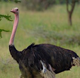 Seronera Bird Common Ostrich