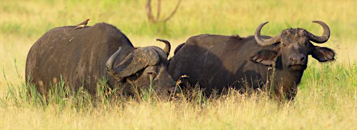 Seronera African Cape Buffalo