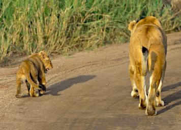 Seronera Lioness Kitten