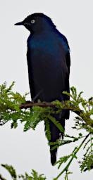 Seronera Bird Ruppells Long Tailed Starling