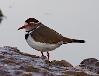 Seronera Bird Three Banded Plover