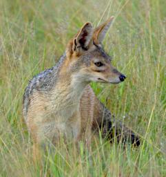 Seronera Black Backed Jackal