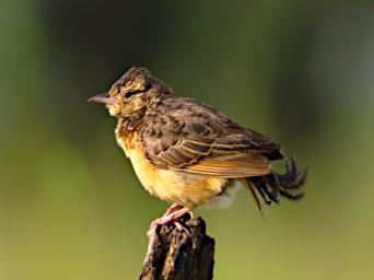 Seronera Bird Rufous Naped Lark