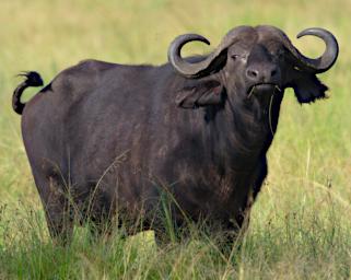 Seronera African Cape Buffalo