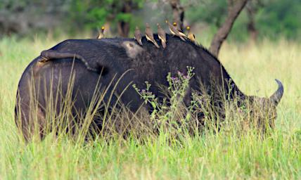 Seronera Bird Yellow Billed Oxpecker African Cape Buffalo