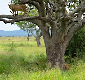 Seronera Lion Cub Tree