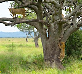 Seronera Lion Cub Tree