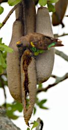 Seronera Bird Brown Parrot Sausage Tree