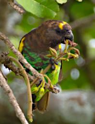 Seronera Bird Brown Parrot