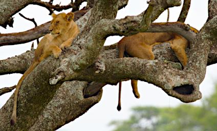 Seronera Lion Cubs Tree