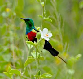 Seronera Bird Beautiful Sunbird