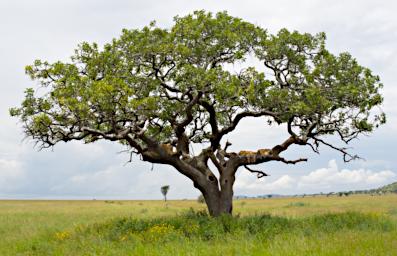 Seronera Lions Tree