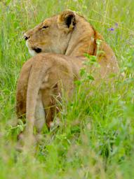 Seronera Lioness