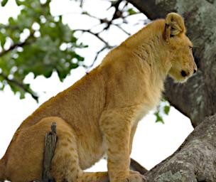 Seronera Lion Cub Tree