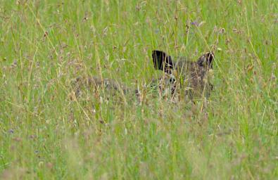 Seronera Warthog