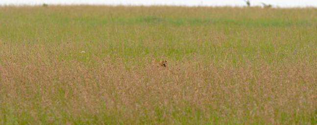 Seronera Lioness Stalking