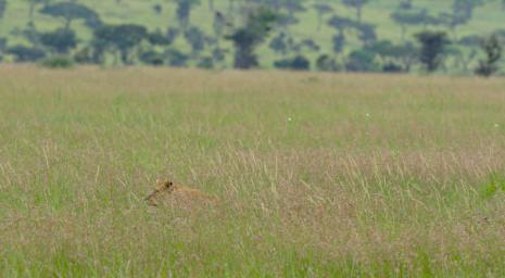 Seronera Lioness Stalking