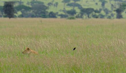 Seronera Lioness Stalking