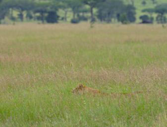 Seronera Lioness Stalking