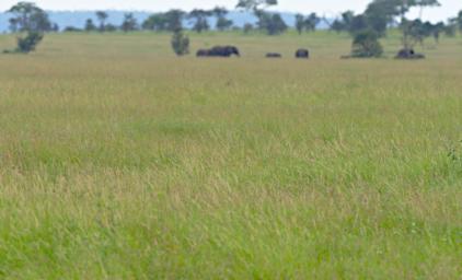 Seronera Lioness Stalking