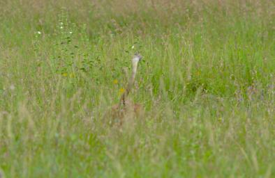 Seronera Lioness Kill