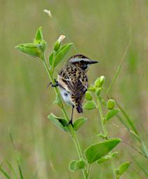 Seronera Bird Whinchat