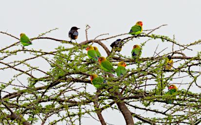 Seronera Bird Fishers Lovebirds