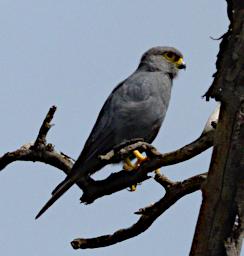 Seronera Bird Grey Kestral