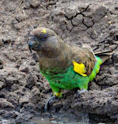 Seronera Bird Brown Parrot