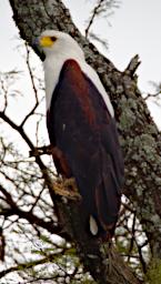 Seronera Bird African Fish Eagle