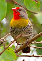 Seronera Bird Green Winged Ptyllia