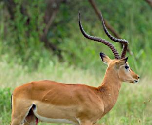 Seronera Impala