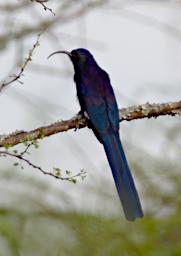 Seronera Bird Common Scimitarbill