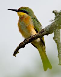 Seronera Bird Little Bee Eater