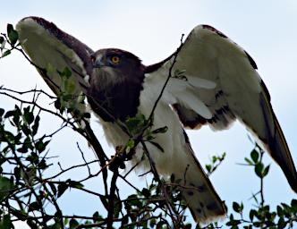 Seronera Bird Black Chested Snake Eagle