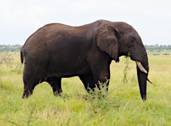 Seronera Elephant