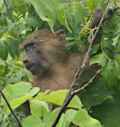 Tarangire Olive Baboon P3020767