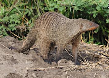 Tarangire Banded Mongoose P3020774