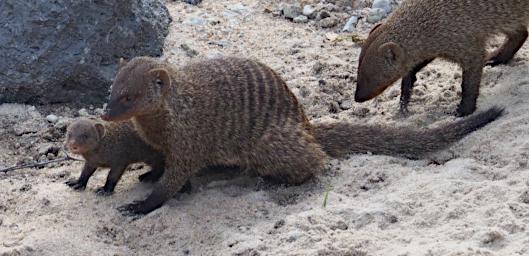 Tarangire Banded Mongoose WBaby P3020779