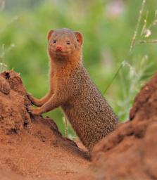 Tarangire Dwarf Mongoose P3020836